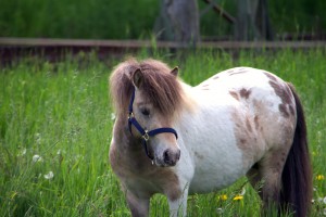 Russian Roulette vom Regenbogen